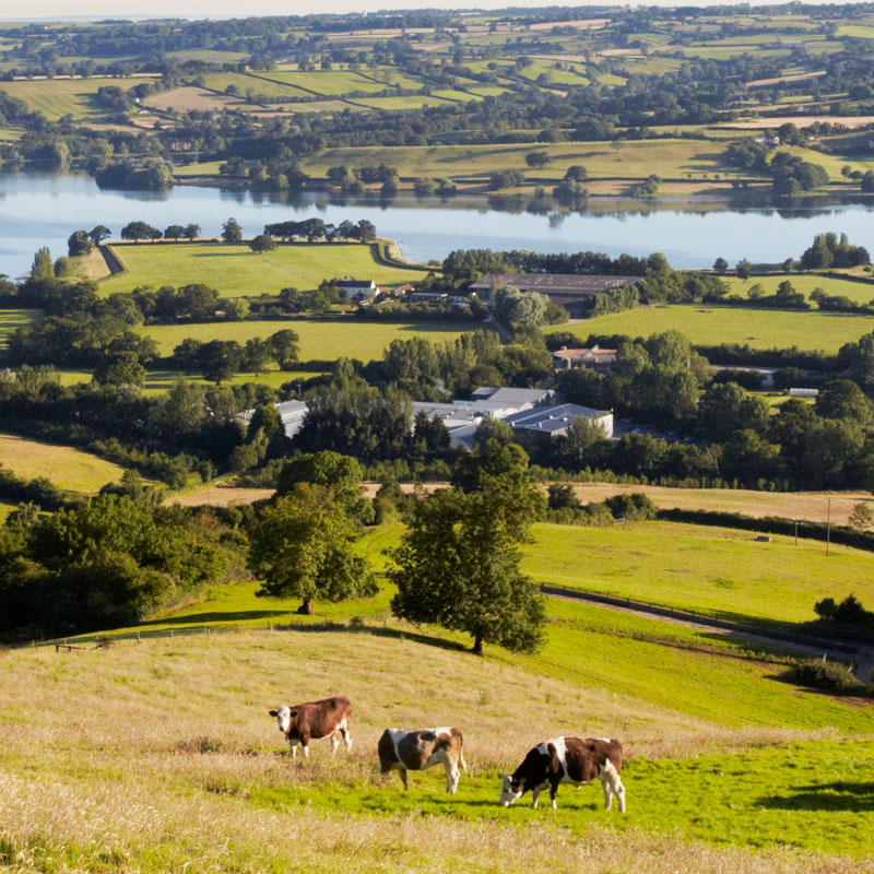 three cows in a lush green field
