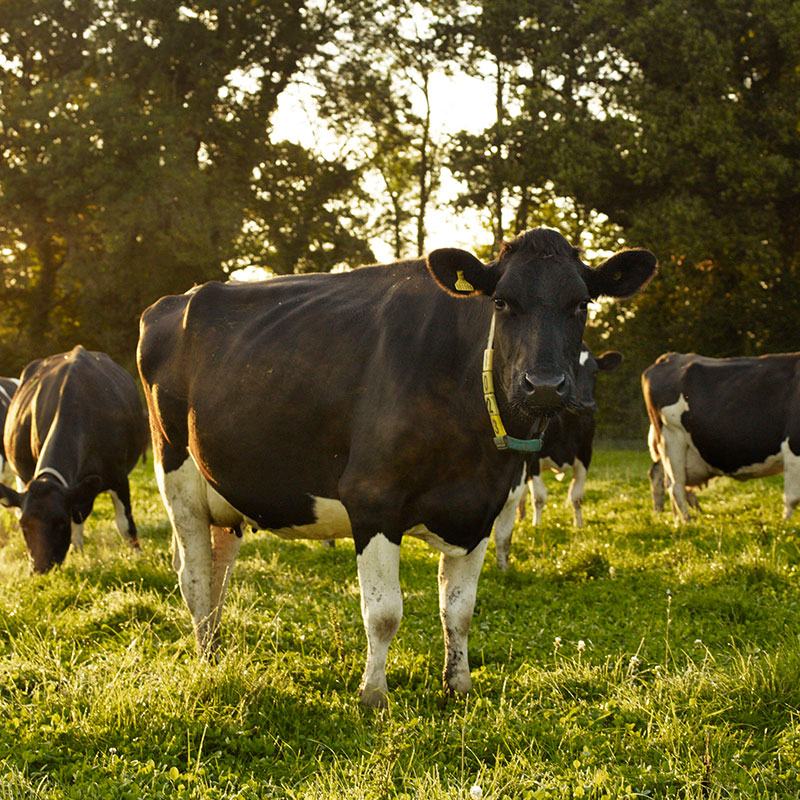Cows in a field at sunset